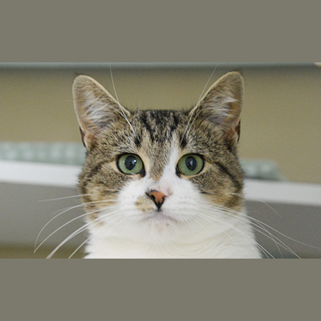 Photo of Sundae