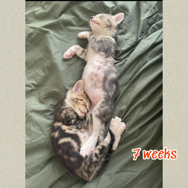 Photo of Posey And Darcy