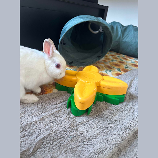 Photo of Anna Bella & Calyspo