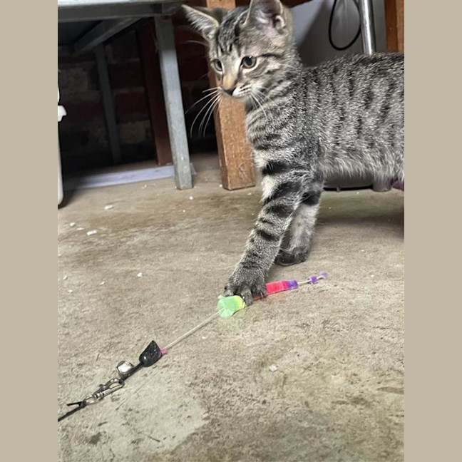 Photo of Milo