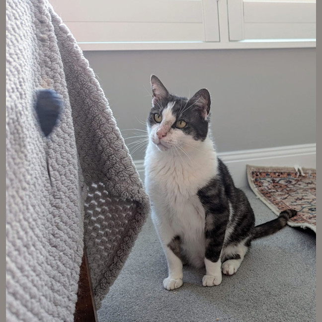 Photo of Gus **A Gentle Giant**