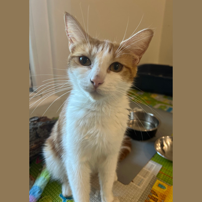 Photo of Daisy 