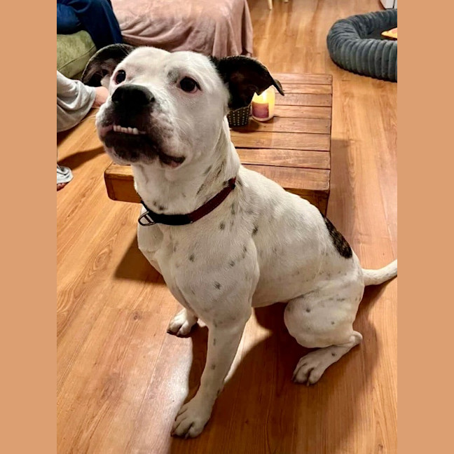 Photo of Nala