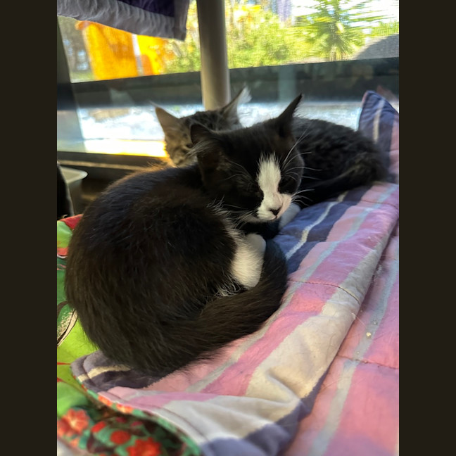 Photo of Sleepy Sloth