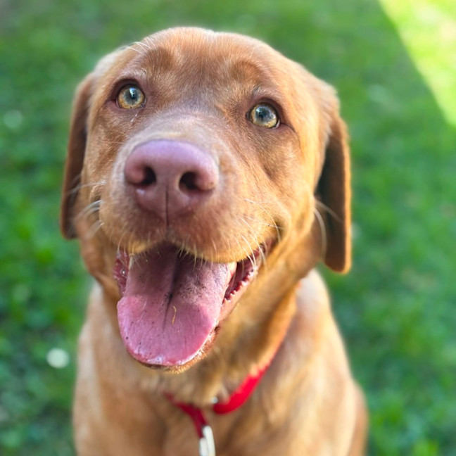Photo of Lulu