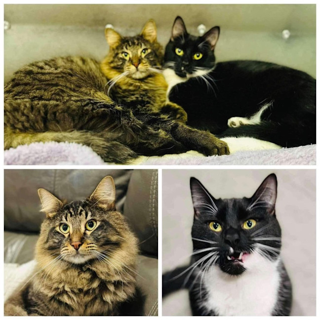 Photo of 11043/2   Squishy & Hunter