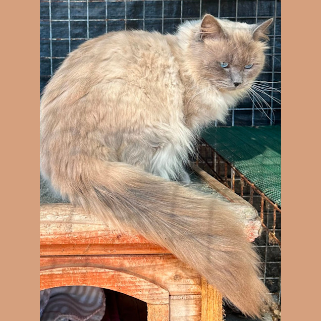 Photo of Lucky Charms