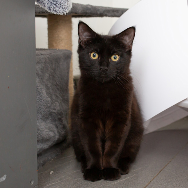 Photo of Binx (Roger)