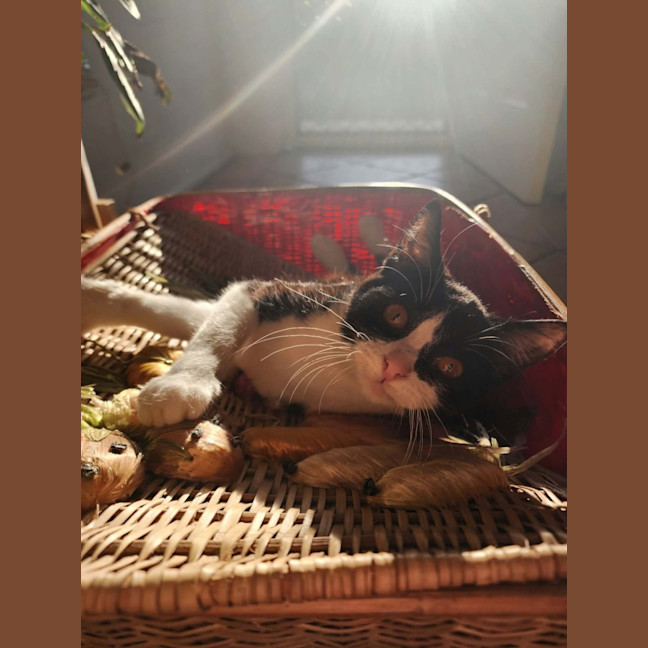 Photo of Daisy