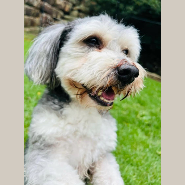 Photo of Harry 🐾🐶