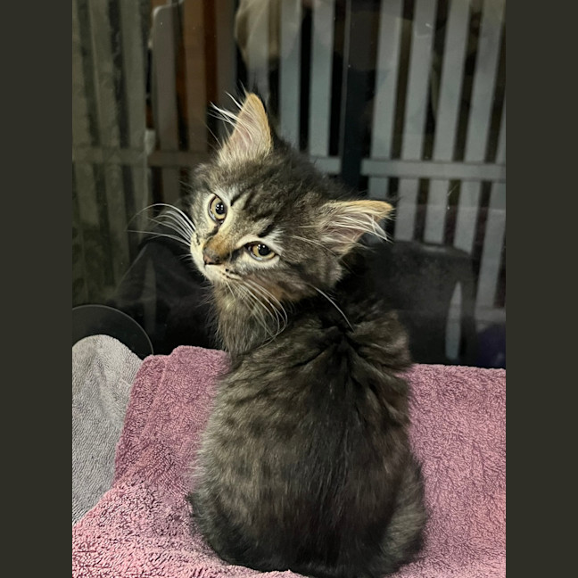 Photo of Luna (Lj) 