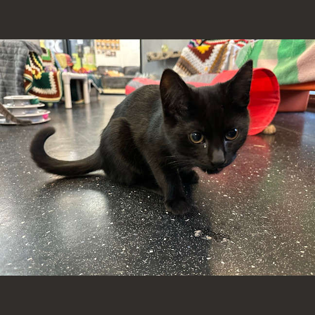 Photo of Licorice