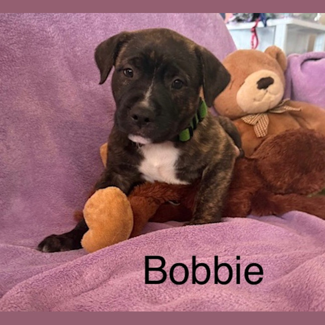 Photo of Bobbie