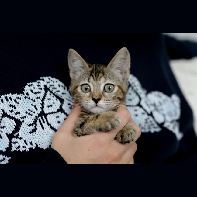 Photo of Nutmeg