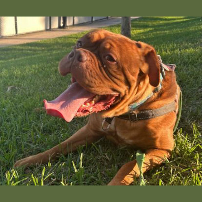 Photo of Lola