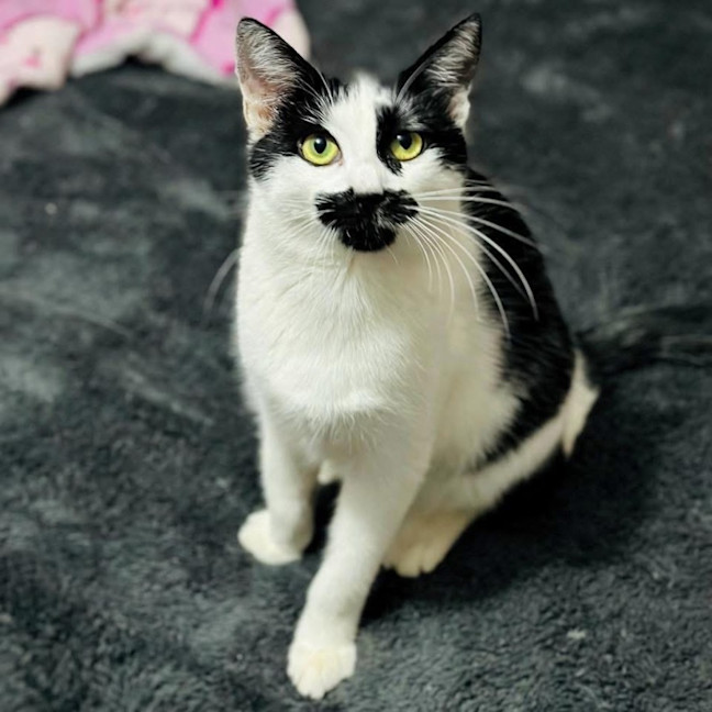 Photo of 12562   Marilyn