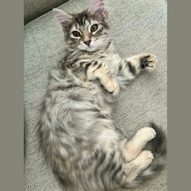 Photo of Petal   In Foster Care In Richmond