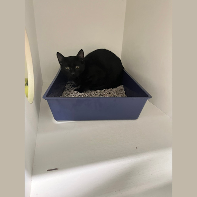 Photo of Chilli