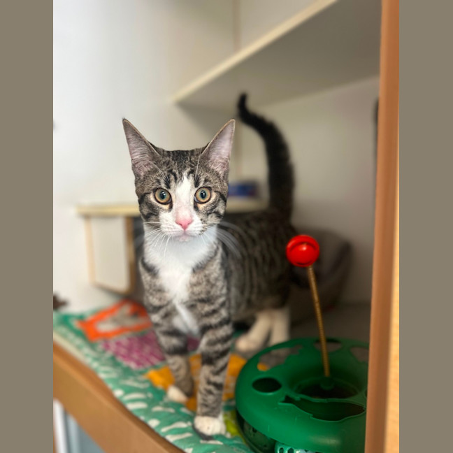 Photo of Chester
