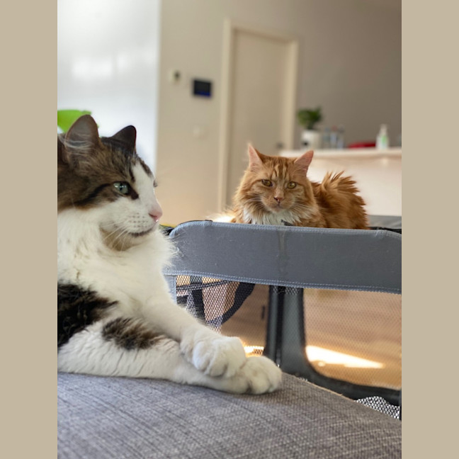 Photo of Phoenix & Harper