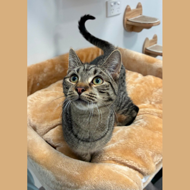 Photo of Pippin