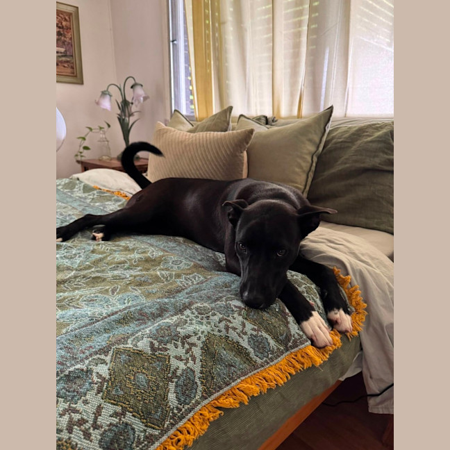 Photo of Krumb *$350 Adoption Fee*