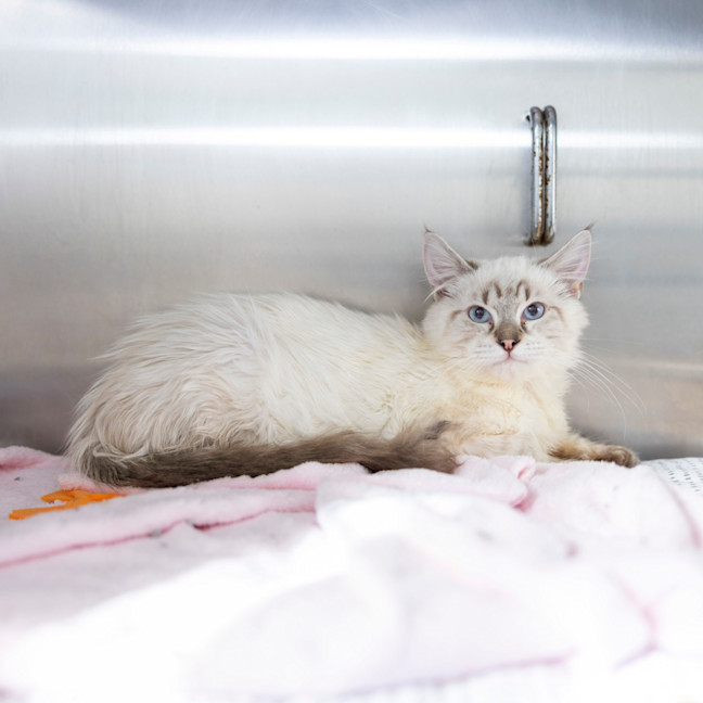 Photo of Wizard Lizard