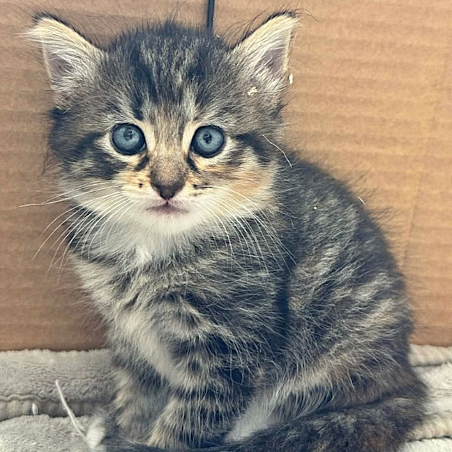 Photo of Roo