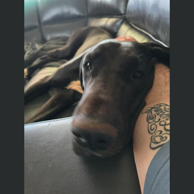 Photo of Bagheera (Mia)