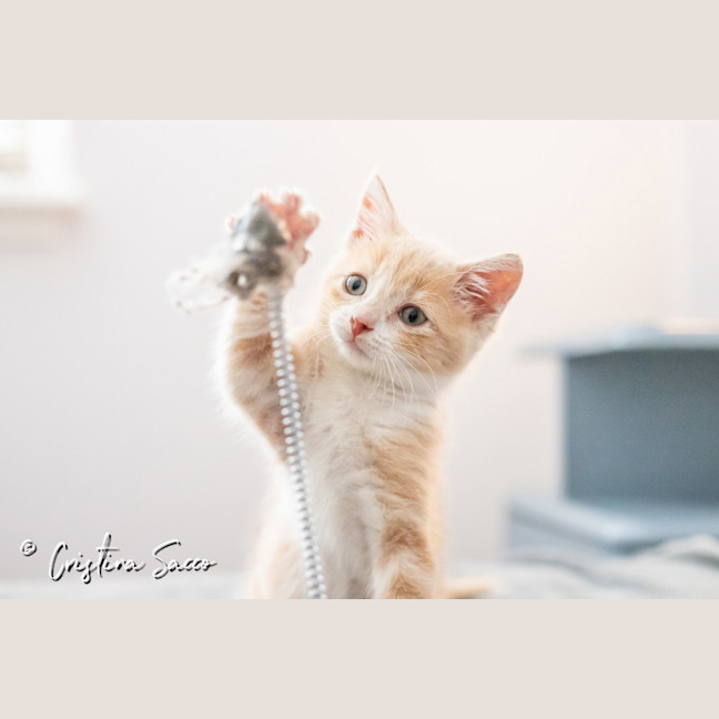 Photo of Butterscotch