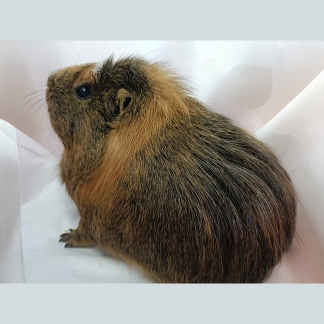 Photo of Lucky