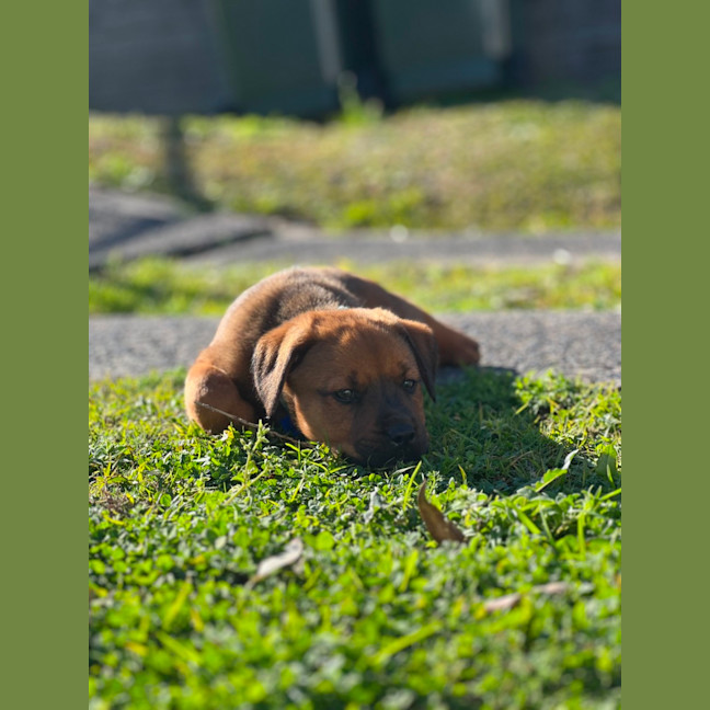 Photo of Rogue   8 Week Old Staffy X
