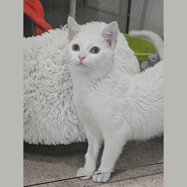 Photo of Cinnamaroll 