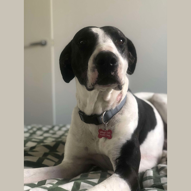 Photo of Koda