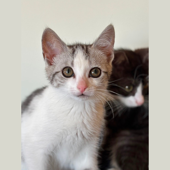 Photo of 🐾 Alba 🐾