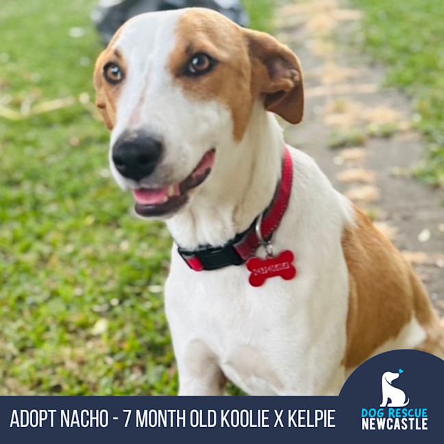 Photo of Nacho   7 Month Old Koolie X Kelpie