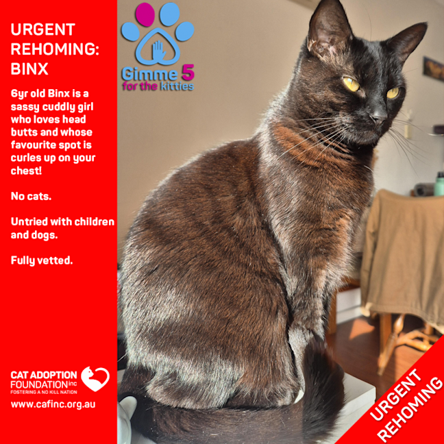Photo of Binx