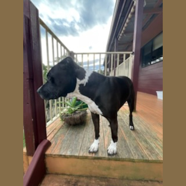 Photo of Charlie   7 Year Old Staffy X Great Dane 