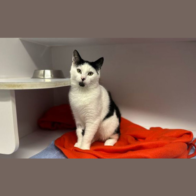 Photo of Oreo