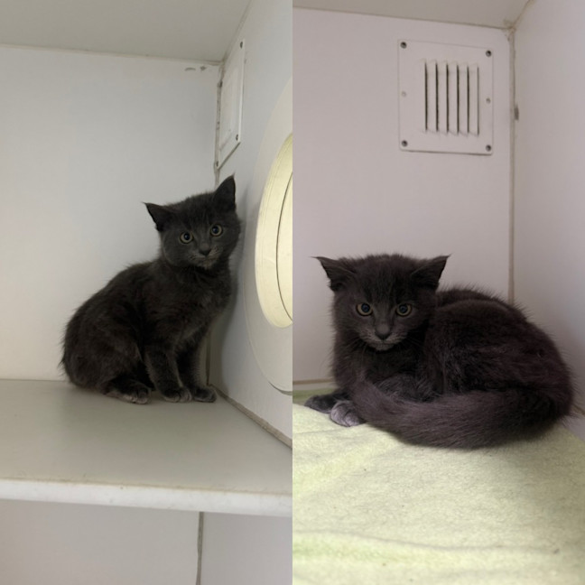 Photo of Merlin