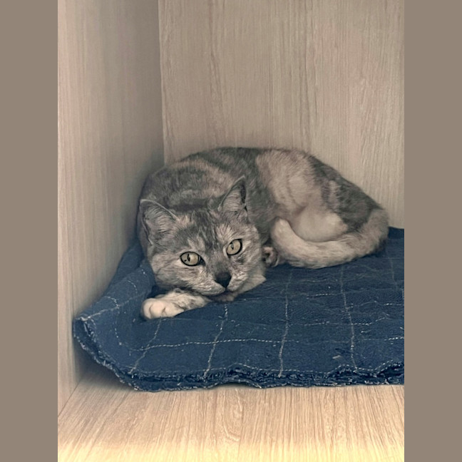 Photo of C1503 Polly