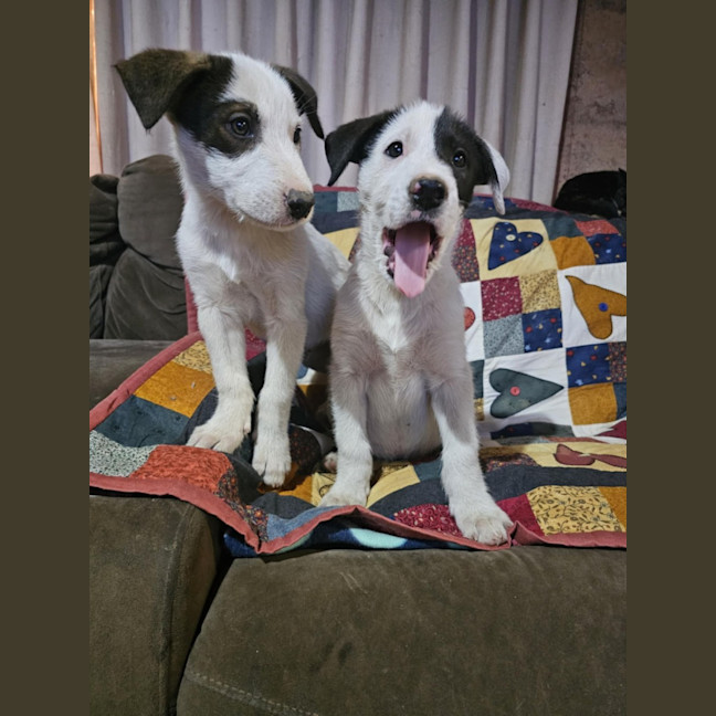 Photo of Wolfie Kids 