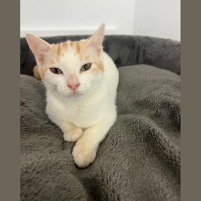 Photo of Cheezel