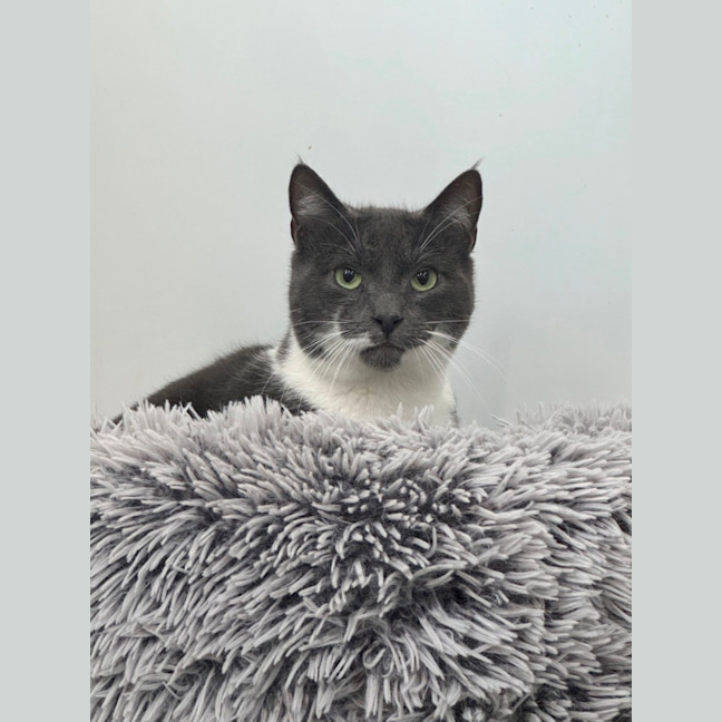 Photo of Christian Grey