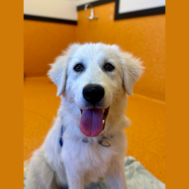 Photo of Luna