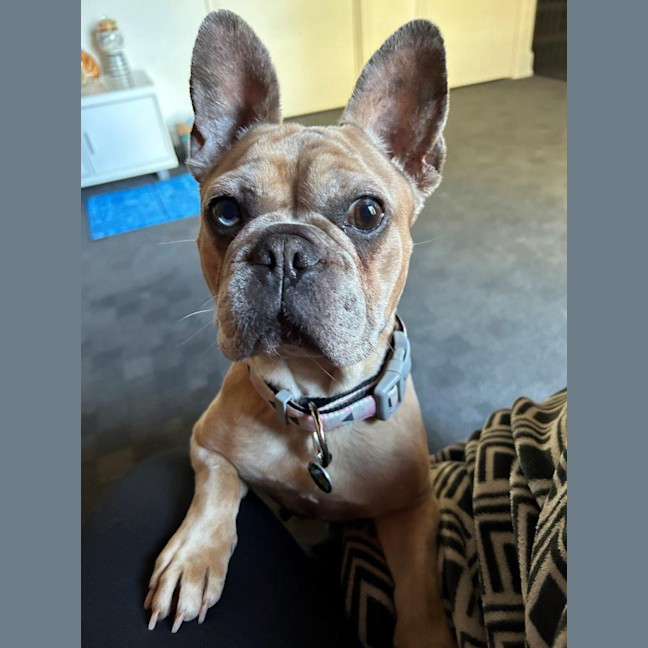 Photo of Luna Wensleydale