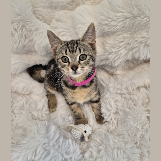 Photo of Pesto