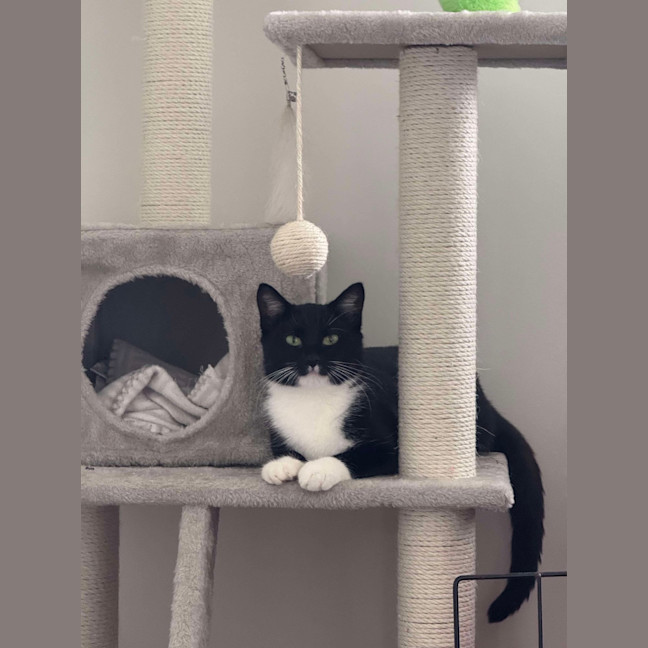 Photo of Nori
