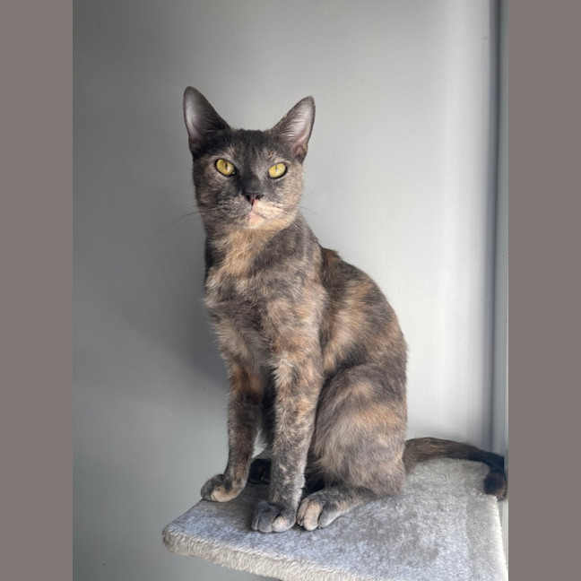 Photo of Coco