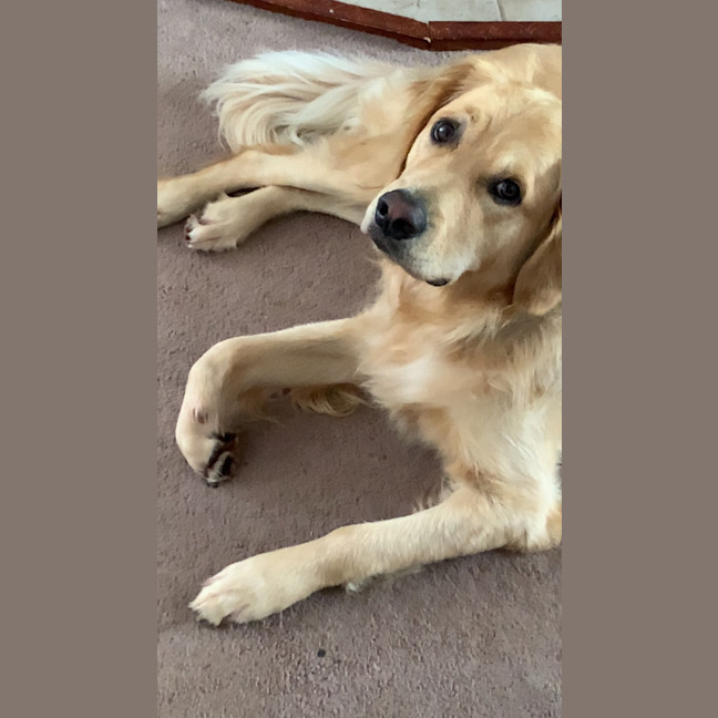 Photo of Harvey